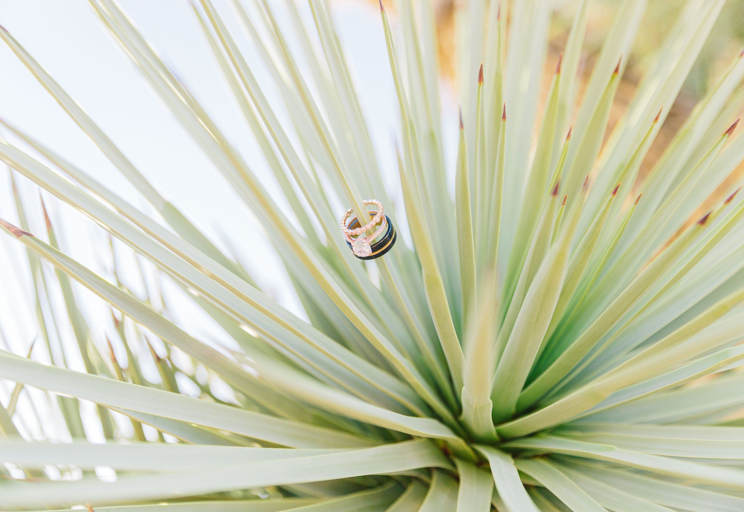 joshuatreewedding-160.jpg