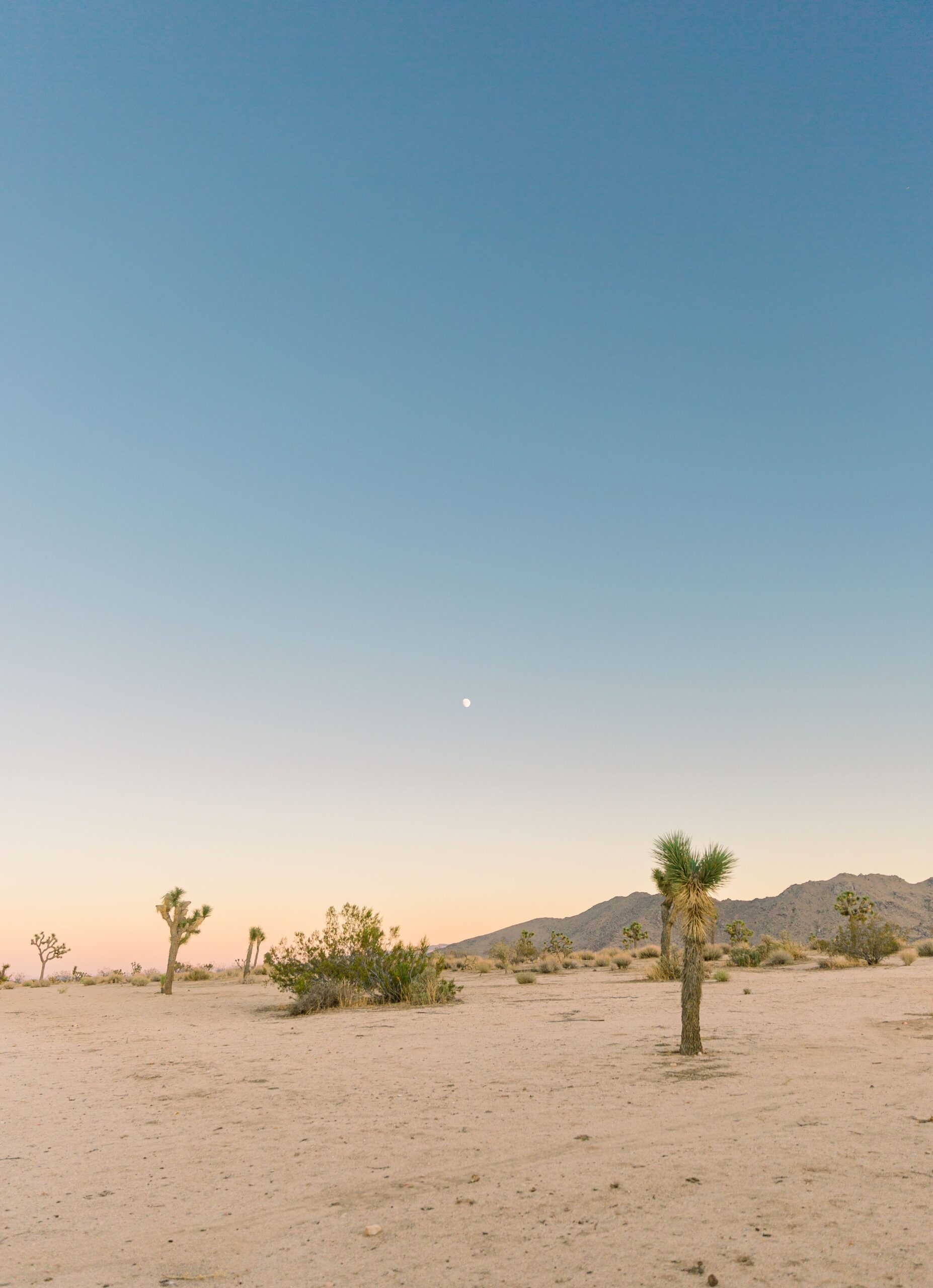 joshuatreewedding-190.jpg